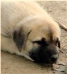 Obtain a Lucky Hit Anatolian Shepherd