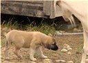 A method for raising a Strictly Working Anatolian puppy 