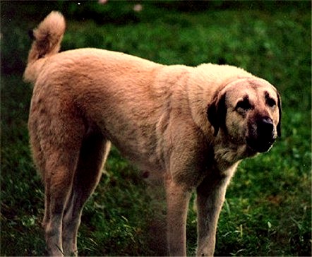 Tawny in Guardian stance