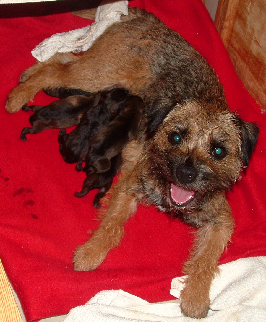CAN/AM CH Russethill's Light My Fire (FLAME) right after birthing five pups (2 girls, 3 boys)