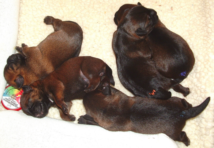 Puppies by dam CAN/AM CH Russethill's Light My Fire (FLAME)