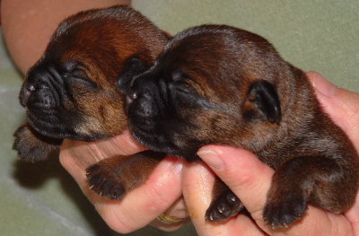 CAN/AM CH Russethill's Light My Fire's (FLAME's) two female puppies on April 19, 2010)