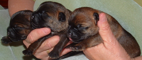 CAN/AM CH Russethill's Light My Fire's (FLAME's) three male puppies on April 19, 2010)