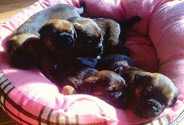 CAN/AM CH Russethill's Light My Fire's (FLAME's) puppies on May 13, 2010)