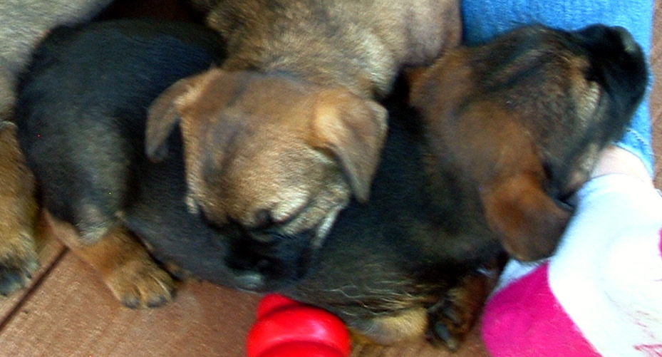 CAN/AM CH Russethill's Light My Fire's (FLAME's) puppy, Jett with friend across his back