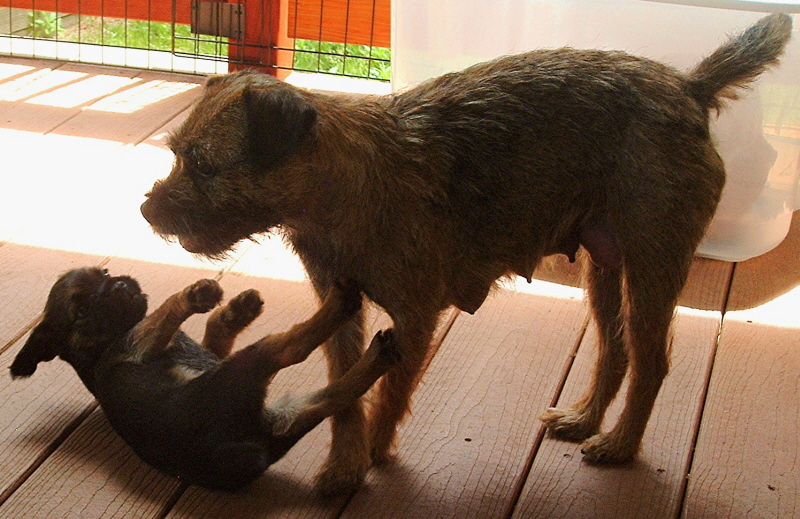 CAN/AM CH Russethill's Light My Fire (FLAME) playing with her puppy, Jett