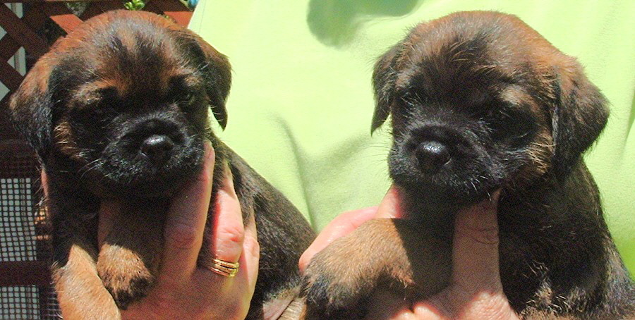 CAN/AM CH Russethill's Light My Fire's (FLAME's) puppies, Jett and Ferris (was Rumisssssss0