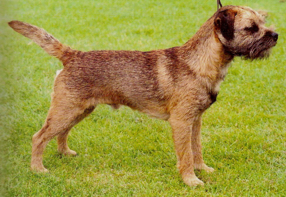 oxcroft border terrier puppies for sale