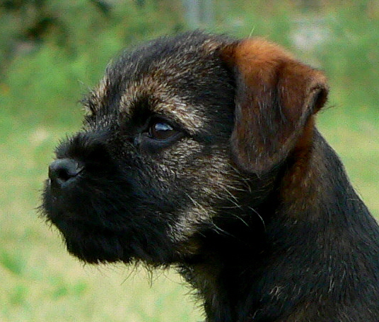 Link to Border Terrier Ottermask British Fire at Lucky Hit (Jett) Pedigree Page