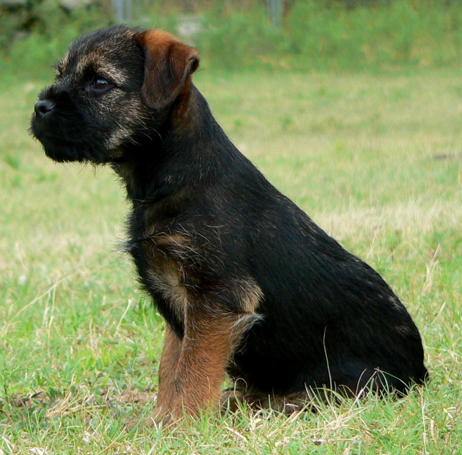 Link to Border Terrier Ottermask British Fire at Lucky Hit (Jett) - Pictures: Two Months Old