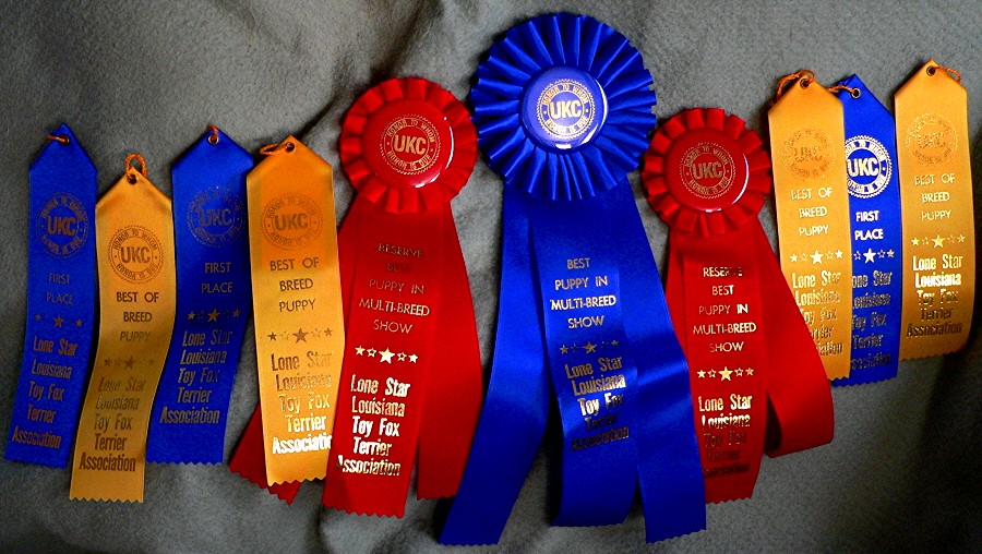 Ottermask British Fire at Lucky Hit (Jett) UKC Ribbons - BEST IN SHOW, and TWO Reserve BEST IN SHOWS 