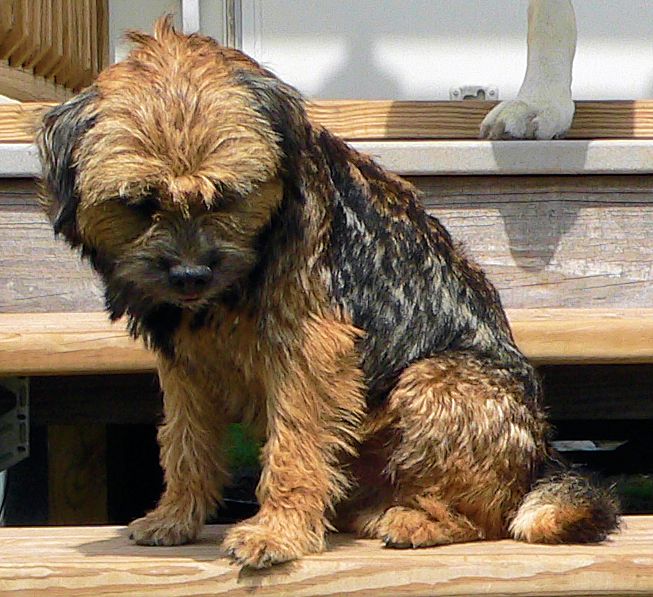 Link to Border Terrier Ottermask British Fire at Lucky Hit (Jett) - Jett as he Enjoys Lucky Hit Ranch Life