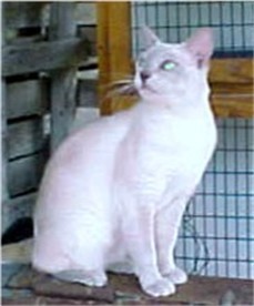 Aristotle - Registered Male Platinum Mink Tonkinese