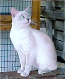 Aristotle - Registered Male Platinum Mink Tonkinese