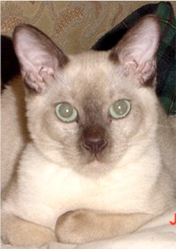 Angel II - Female Champagne (Chocolate) Mink Tonkinese