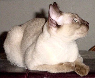 Tonkinese Cats at Erick