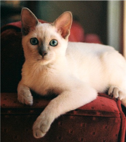 tonkinese