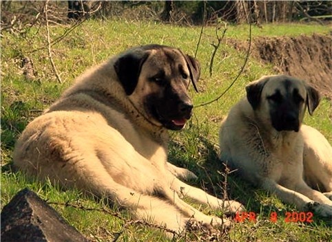 Max and Seven Sitting on Bluff Guarding Goats