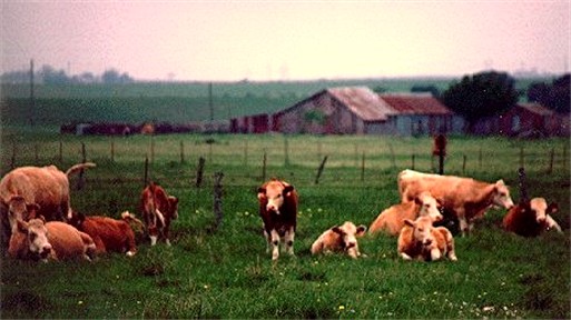 Simmental cattle at Elgin Farms