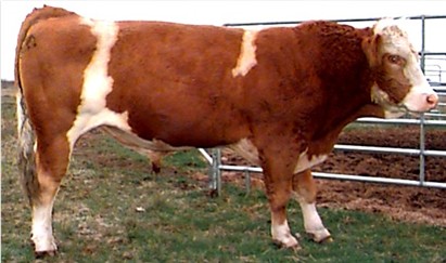 Young Simmental Bull produced by Conard Farms