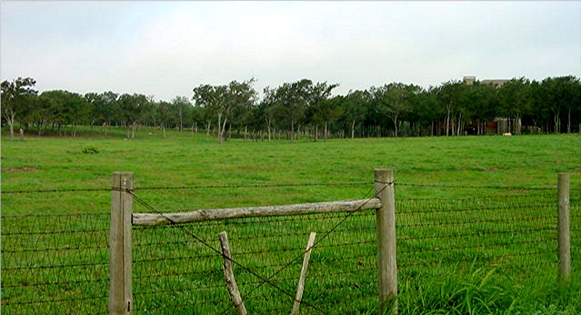 View of House in Trees across front pasture