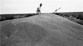 Frank William Abner Conard on a pile of wheat he harvested in 1947