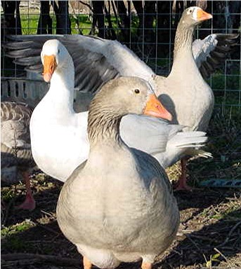 Baby - Female Pilgrim Goose - with a Gander and Beauty in the far background