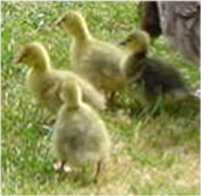 One olive gray female and several silvery yellow males walking - day two.