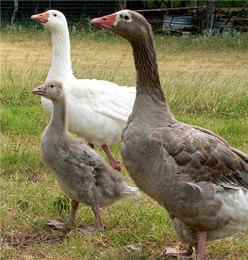 Month old Female gosling with parents.