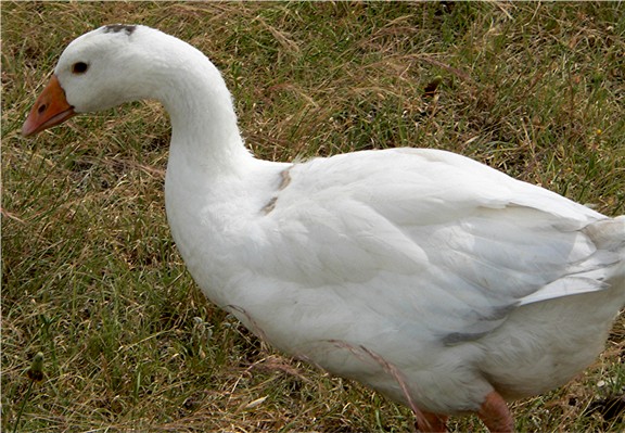 Two month old male with unwanted grey spots on head and neck.