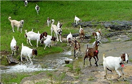[Anatolians guarding goats at Lucky Hit Ranch]