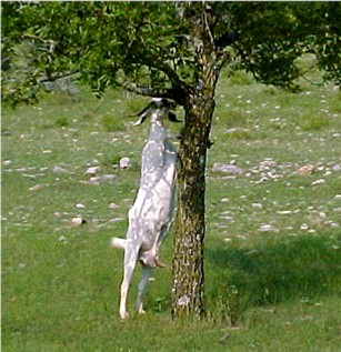 Boer/Spanish Cross in 1998