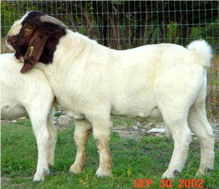 Boer Male at six months