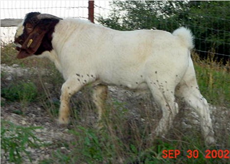 Boer Male at six months