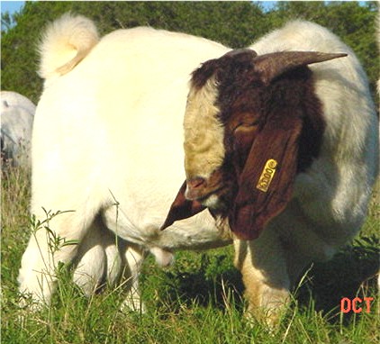 Boer Male at six  months