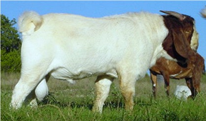 Boer Male at six months