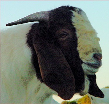 Boer Male at six months