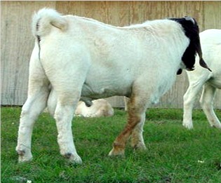 Boer Male at six months