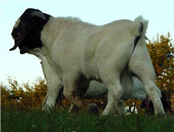 Boer Male at six months