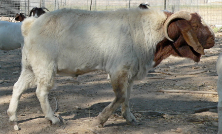 2009 Boer Male Used for 2010 and 2011 Boer Kid Crops