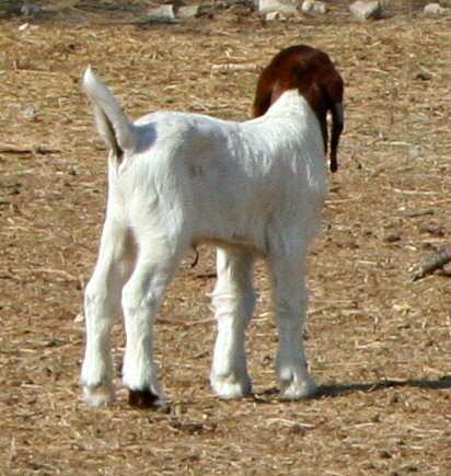 2009 Boer Male Used for 2010 and 2011 Boer Kid Crops