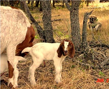 Pup keeping distance while goat is birthing