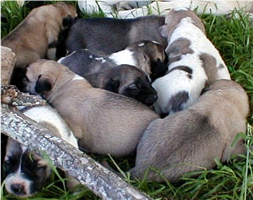 Shadow's 2001 litter