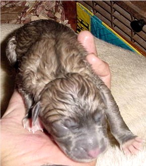 A Blue Masked Fawn Lucky Hit Pup immediately after birth