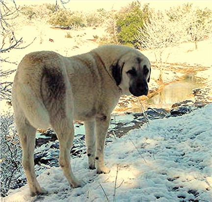 Lucky Hit's Shadow Kasif (Case) exhibiting a working pose, expression, and demeanor.