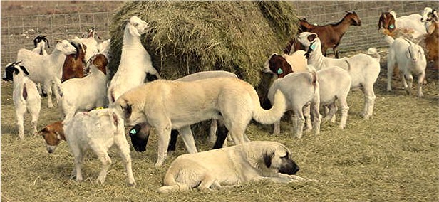 Anatolian Shepherd Guardian Dogs at 