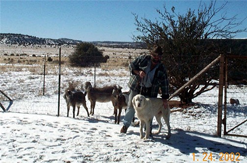 Blue with David Heininger and goats