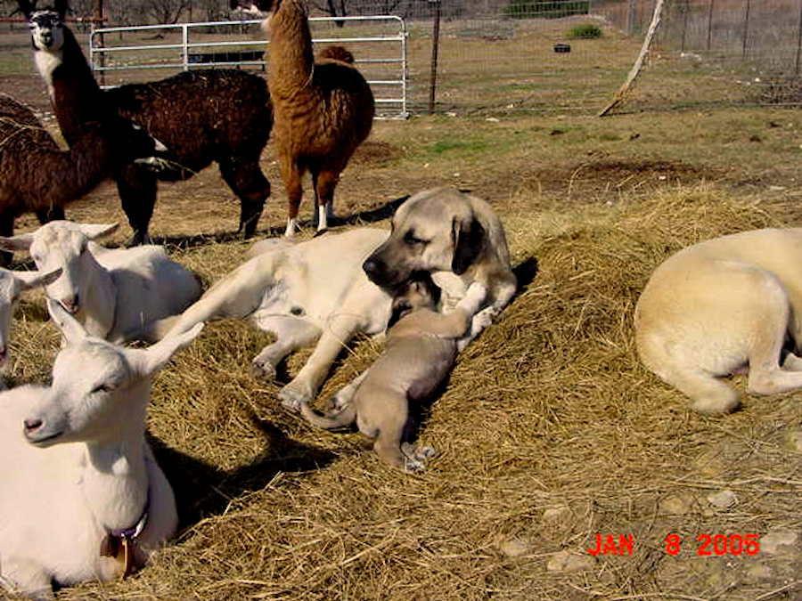 Superior Working Traits, including nurturing ability, Must Be a Responsible Breeders Primary Consideration For ALL Anatolian Breedings