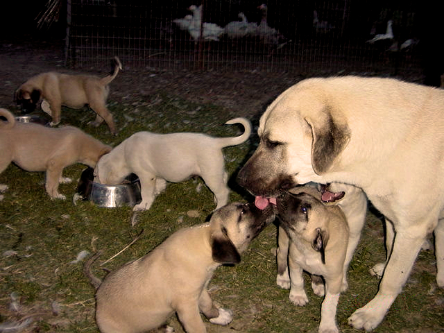 Case with pups from his first litter - Nurturing ability can be easily tested for by placing a male with his pups