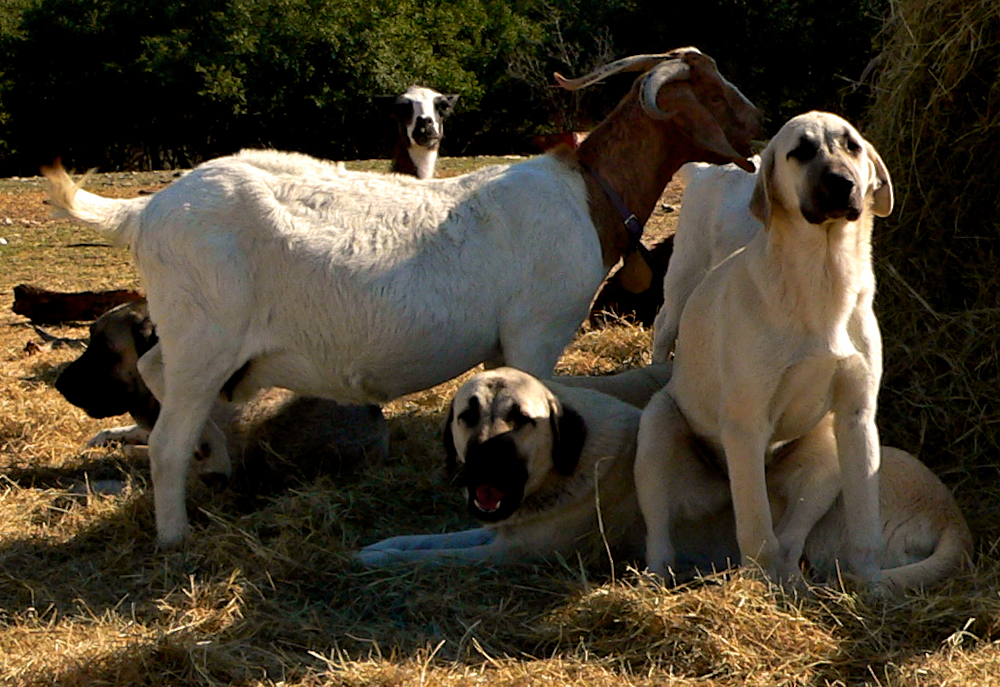 VASI sitting on CASE with SAHARA behind goat